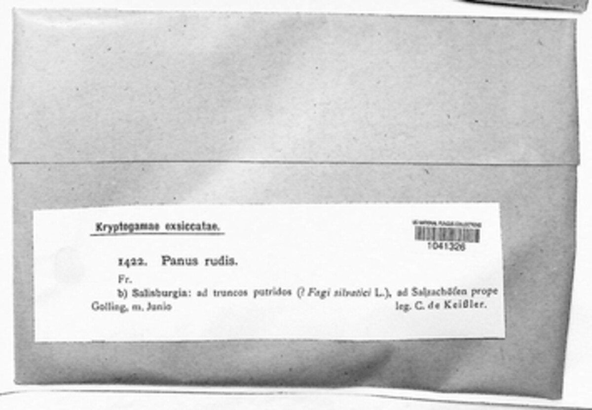 Panus rudis image